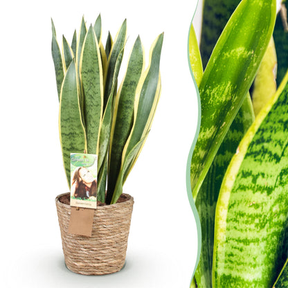 Plantes d'intérieur - Sansevieria Laurentii - Langue de belle-mère - Peu d'entretien - avec panier - Vert - jaune - 1 Plante - Pot 21cm - Hauteur 70-80cm