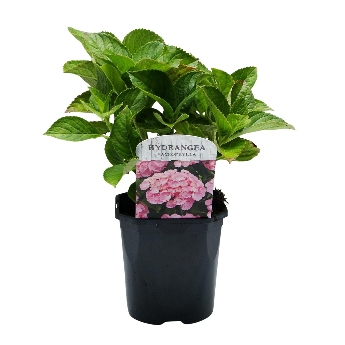 Hortensia de jardin (Hydrangea macrophylla), arbuste fleuri rustique, Pot 17 cm, Hauteur 30 cm