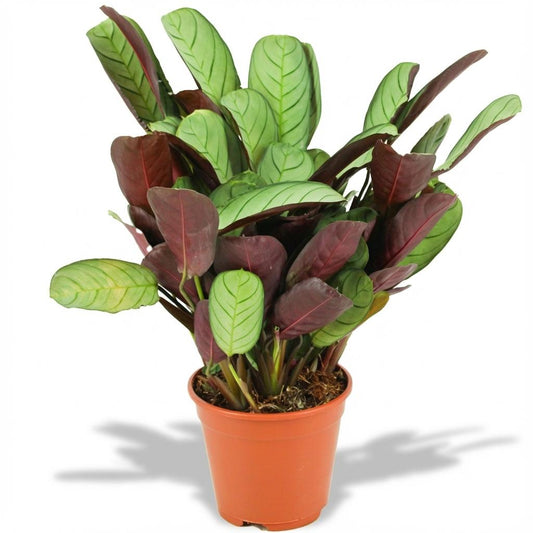 Ctenanthe Amagris - Pot de 14cm - Hauteur: 25-40 cm - plantandstories