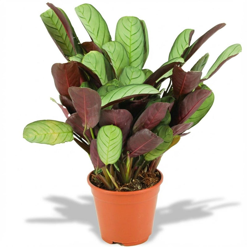 Ctenanthe Amagris - Pot de 14cm - Hauteur: 25-40 cm