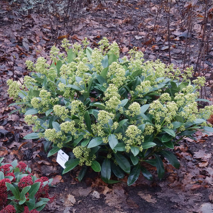 Skimmia 'Finchy' au jardin, Skimmia japonica
