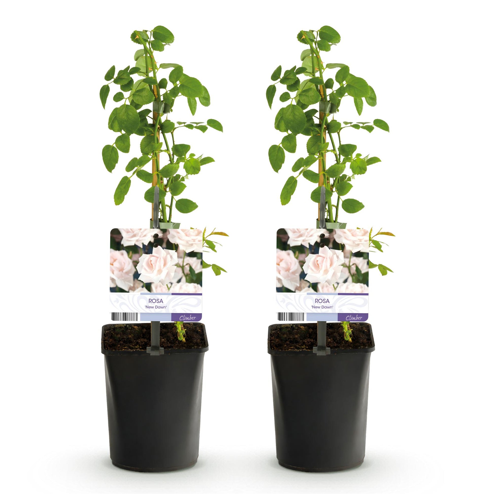 Rosier grimpant 'Rosa New Dawn', lot de deux plants en pot de 11cm avec étiquettes, sur fond blanc.