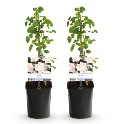 Rosier grimpant 'Rosa New Dawn', lot de deux plants en pot de 11cm avec étiquettes, sur fond blanc.
