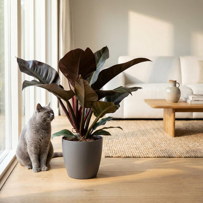 Plante d'intérieur - Philodendron - Philodendron Imperial Red - Rouge - Entretien facile - 1 Plante - avec Potter Gris - Pot 19cm - Hauteur 60cm
