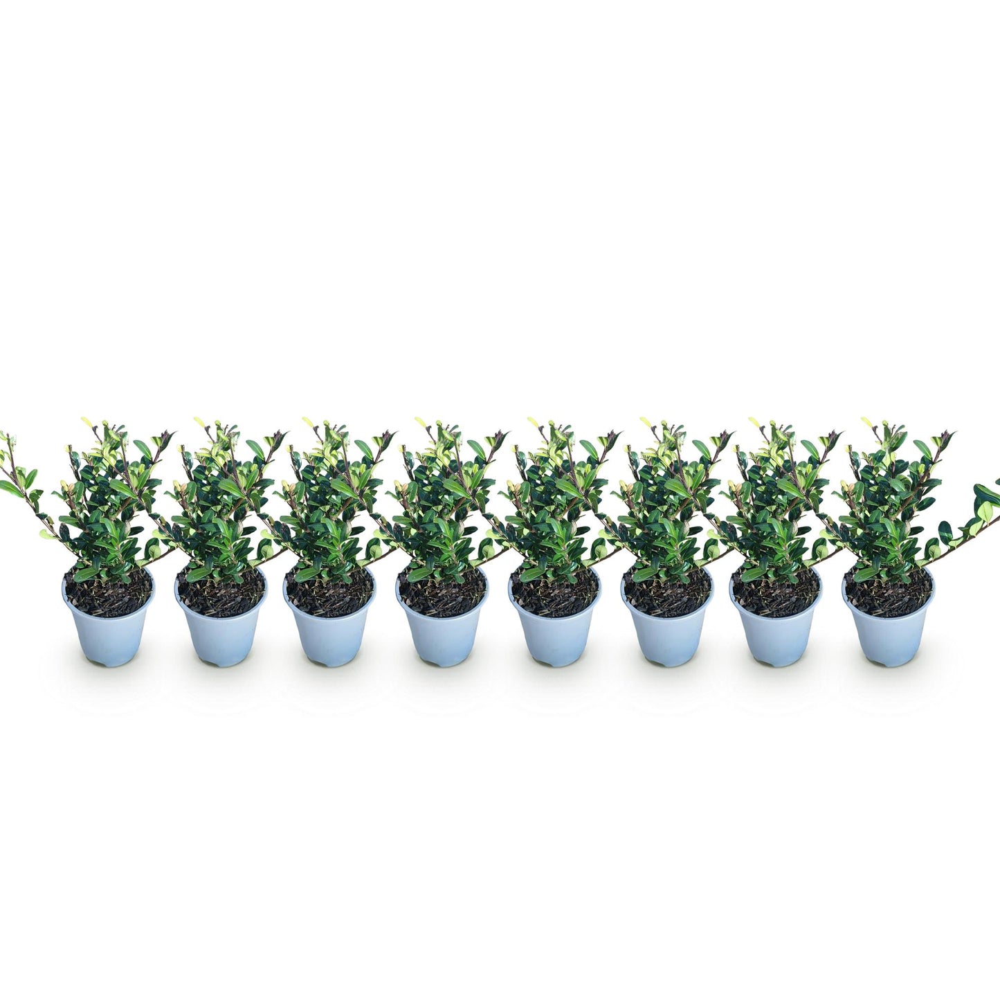 Ilex crenata Caroline Upright, 8 jeunes plants en pot, alignés sur fond blanc. Feuillage persistant vert, idéal pour une haie.