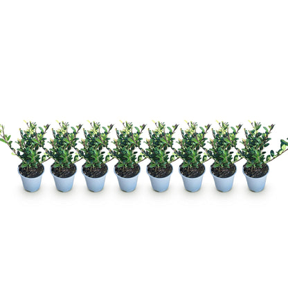 Ilex crenata Caroline Upright, 8 jeunes plants en pot, alignés sur fond blanc. Feuillage persistant vert, idéal pour une haie.