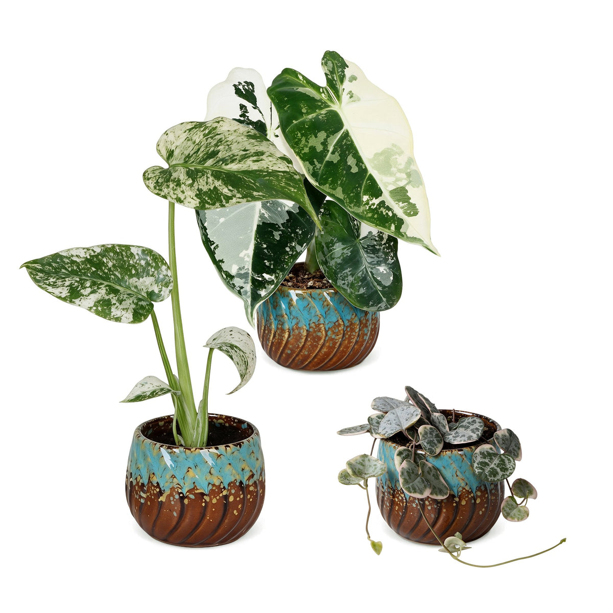 Bébés plantes panachées en pot de 6 cm, 3 plantes, cache-pot cuivre et turquoise