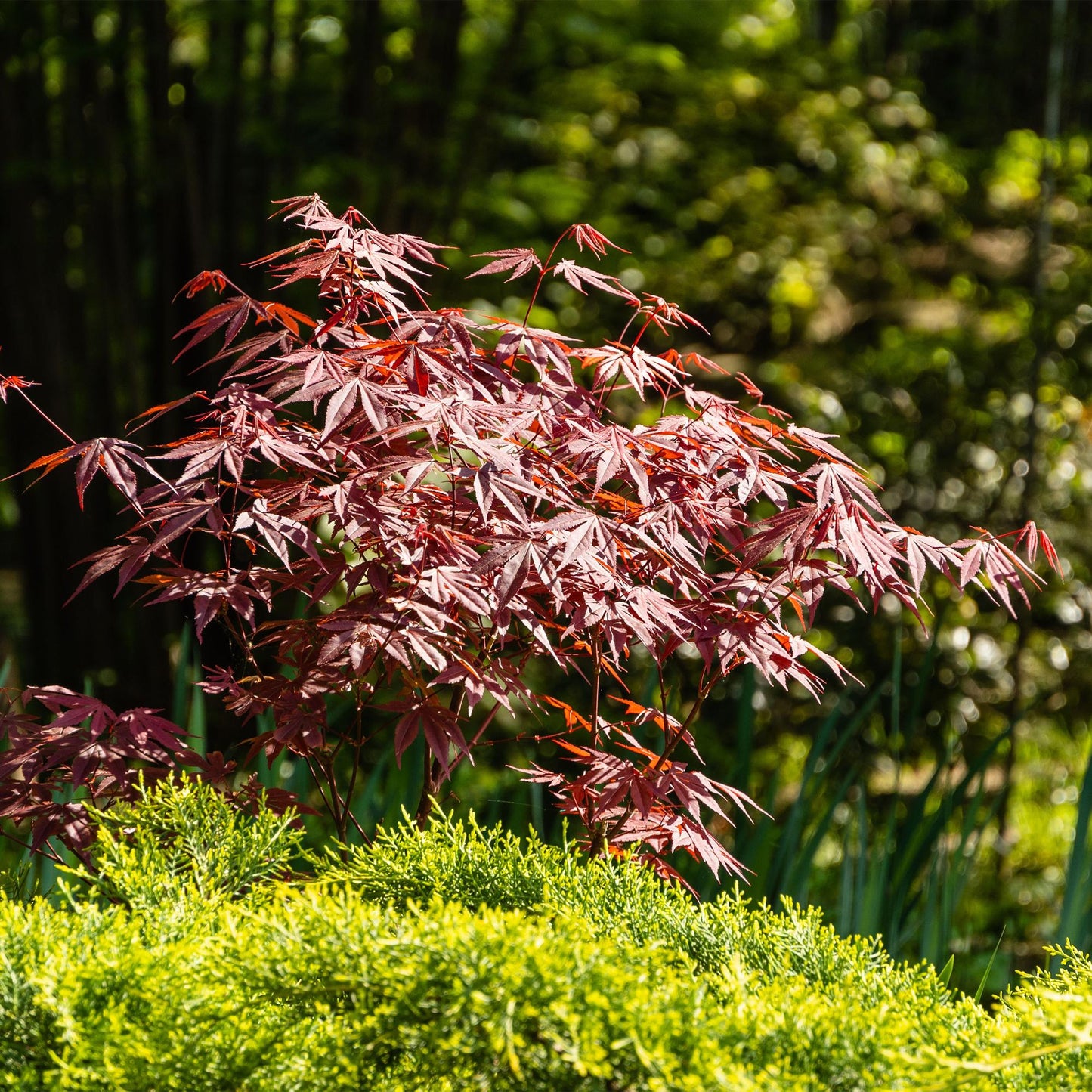Érable japonais Acer palmatum Atropurpureum avec feuillage pourpre vif, planté dans un jardin ensoleillé, au-dessus de verdure lumineuse.