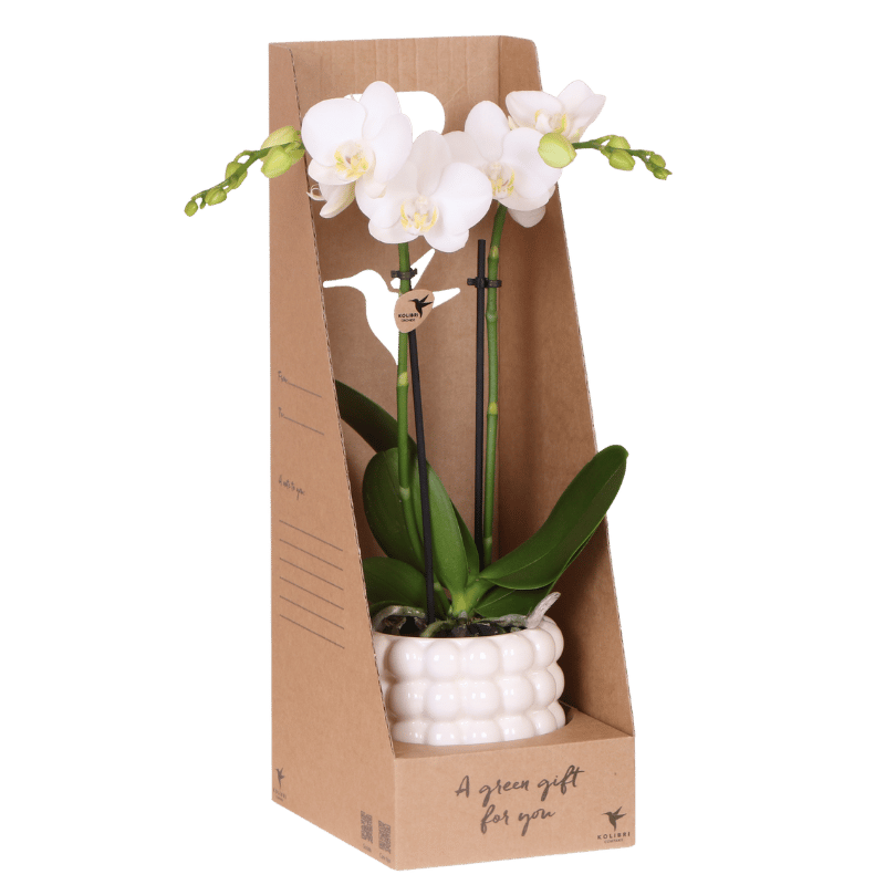 Orchidée Phalaenopsis en boîte cadeau kraft avec cache-pot céramique