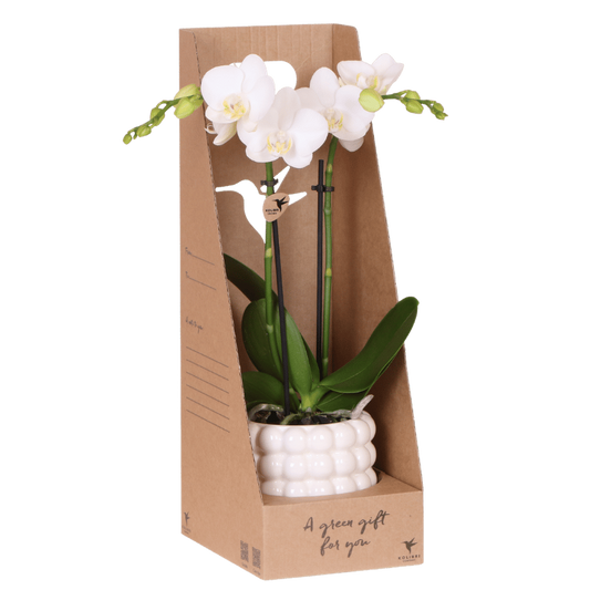 Orchidée Phalaenopsis en boîte cadeau kraft avec cache-pot céramique