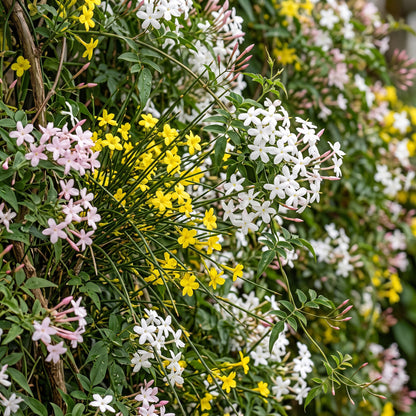 Jasmin grimpant Tricolore en mélange de couleurs (Jasminum) - grimpantes fleuries