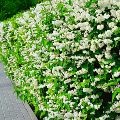 Philadelphus Snowbelle (Jasmin des paysans) : vue d'une haie fleurie de petits pompons blancs au bord d'une allée pavée.