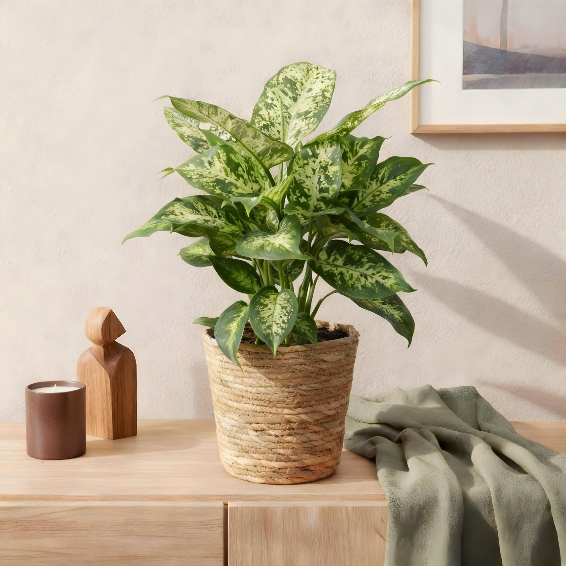 Plantes d'intérieur - Dieffenbachia Compacta - Dieffenbachia - Peu d'entretien - avec panier - Panaché - 1 Plante - Pot 17cm - Hauteur 45-50cm