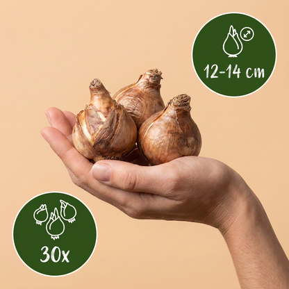 Bulbes de Narcisse 'Carlton' tenus dans une main, calibre 12-14 cm, lot de 30 bulbes.