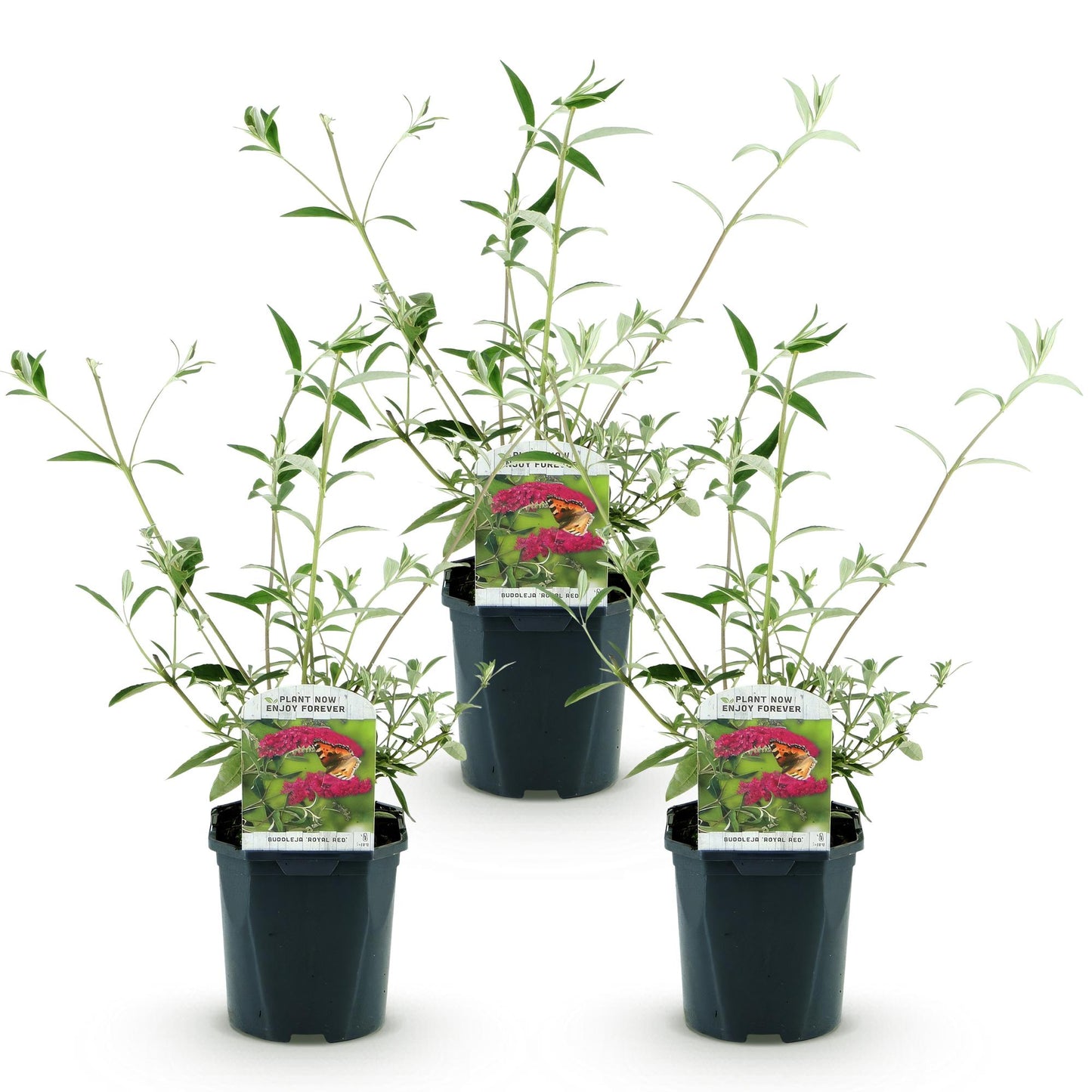 Buddleja davidii Royal Red. Trois jeunes arbres à papillons en pot avec feuillage vert argenté, alignés sur fond blanc.