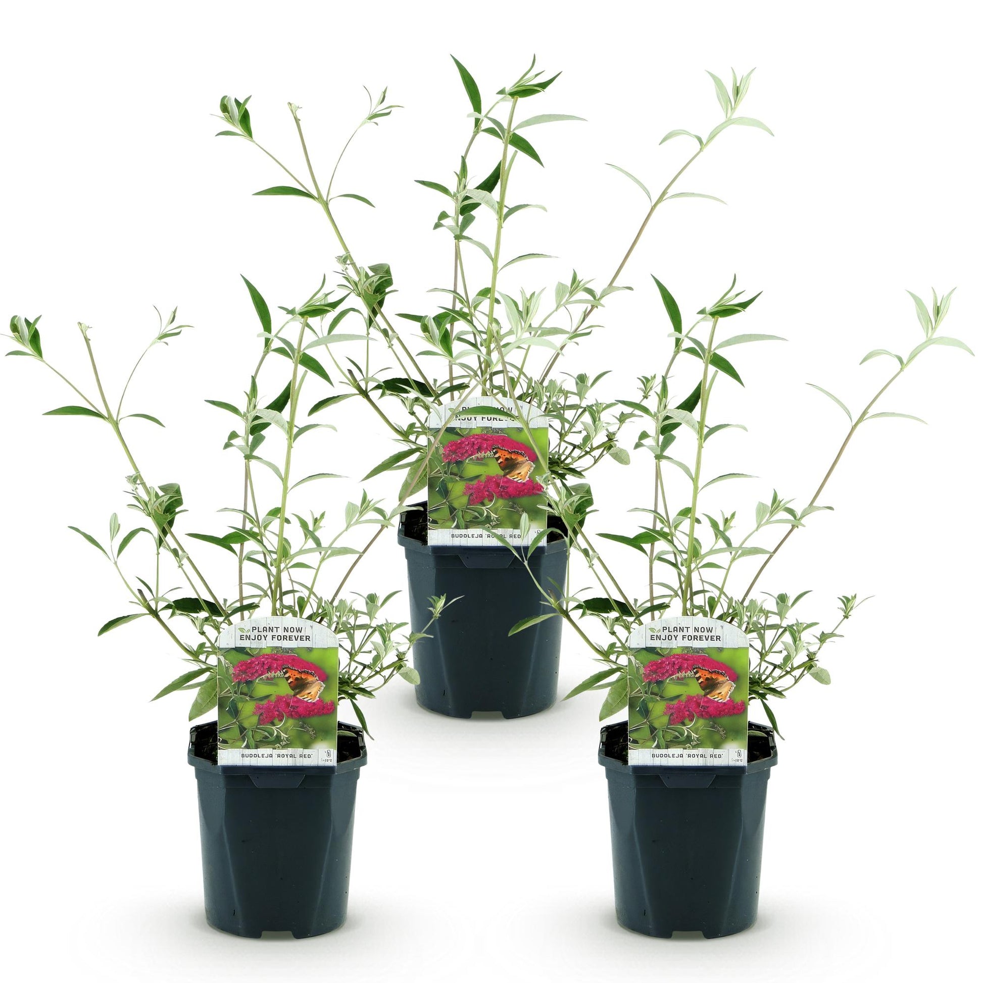 Buddleja davidii Royal Red. Trois jeunes arbres à papillons en pot avec feuillage vert argenté, alignés sur fond blanc.