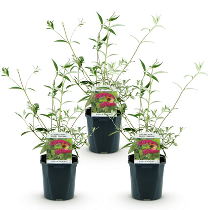 Buddleja davidii Royal Red. Trois jeunes arbres à papillons en pot avec feuillage vert argenté, alignés sur fond blanc.