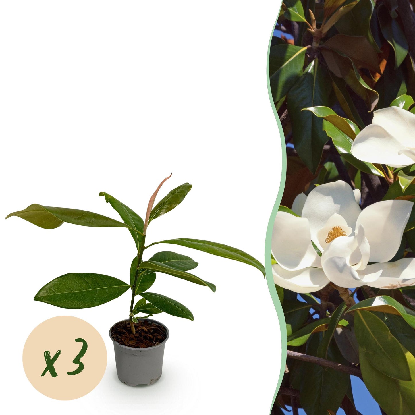 Magnolia grandiflora : jeune plant en pot avec une bulle 'x3', et à droite, une fleur blanche épanouie de magnolia.