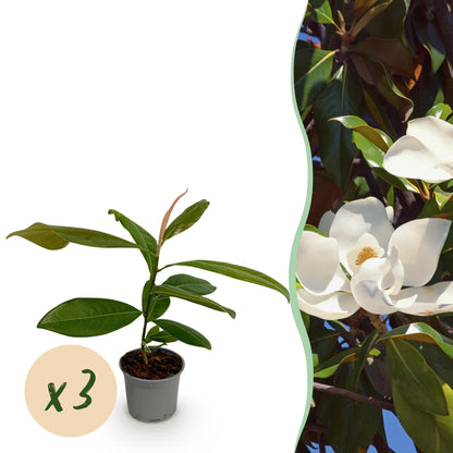 Magnolia grandiflora : jeune plant en pot avec une bulle 'x3', et à droite, une fleur blanche épanouie de magnolia.