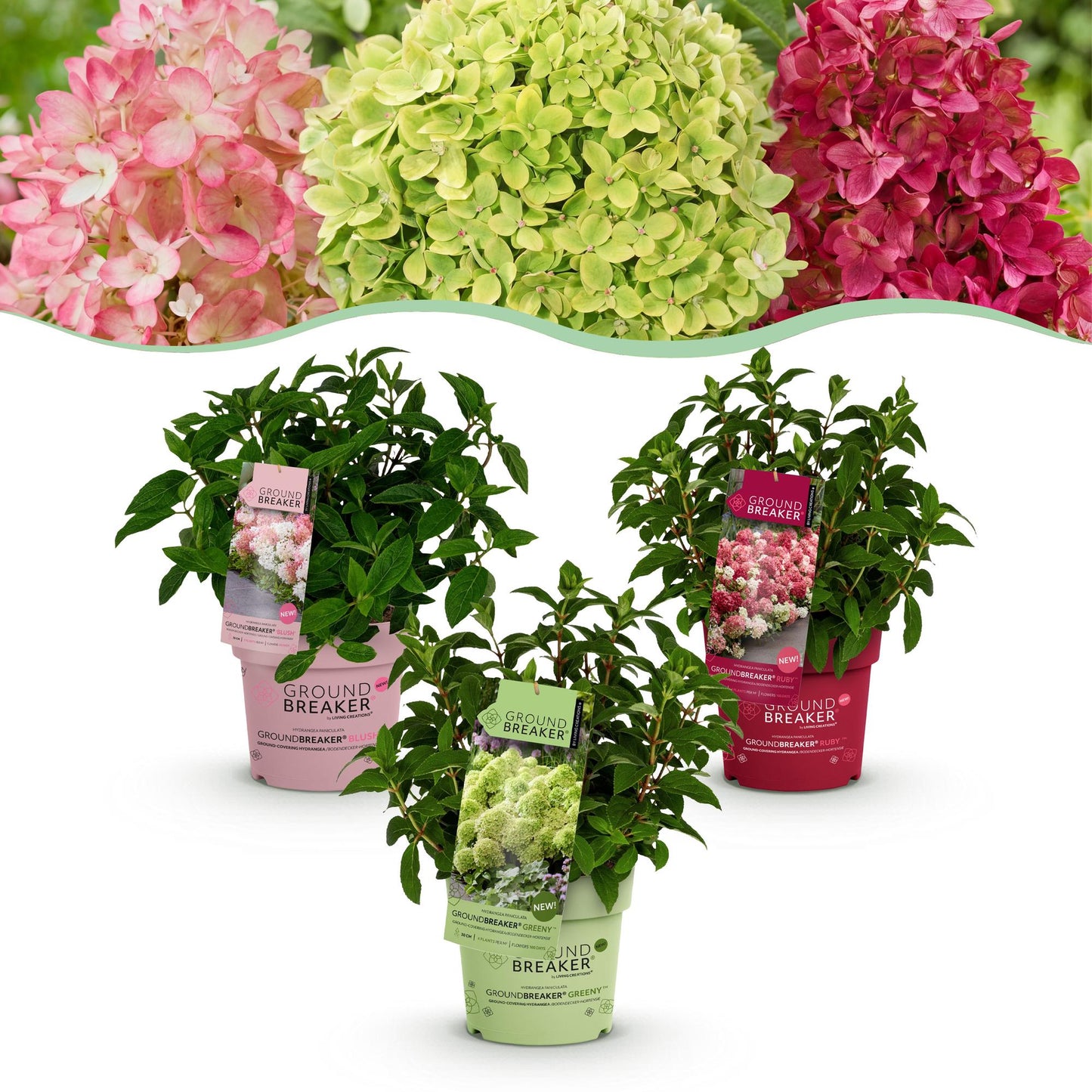 Hydrangea paniculata Groundbreaker Blush, Greeny et Ruby. Trois jeunes hortensias rustiques en pots colorés, alignés sur fond blanc.