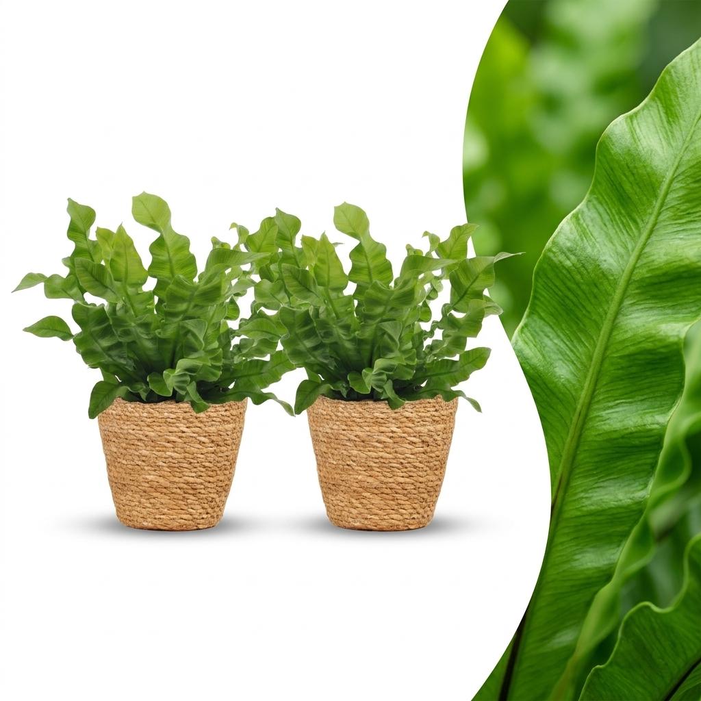 Deux belles fougères Asplenium Crispy Wave avec leur feuillage vert vif et ondulé, plantées dans des cache-pots Panier tressés