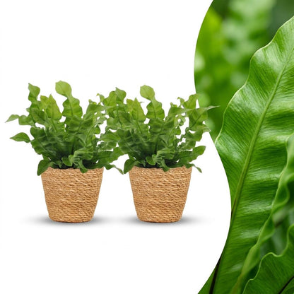 Deux belles fougères Asplenium Crispy Wave avec leur feuillage vert vif et ondulé, plantées dans des cache-pots Panier tressés