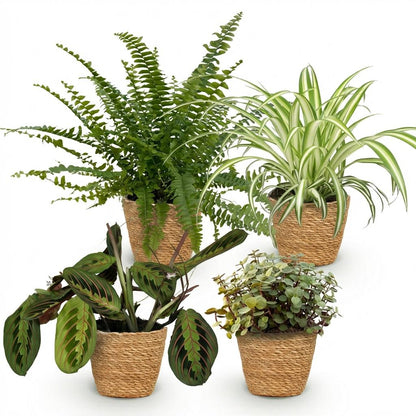 Plante d'intérieur - Chlorophytum - Maranta - Calissia - Nephrolepsis - Mix de 4 - Plantes Amicales pour Animaux - Vert - 4 Plantes - avec Panier - Pot 12cm - Hauteur 25cm