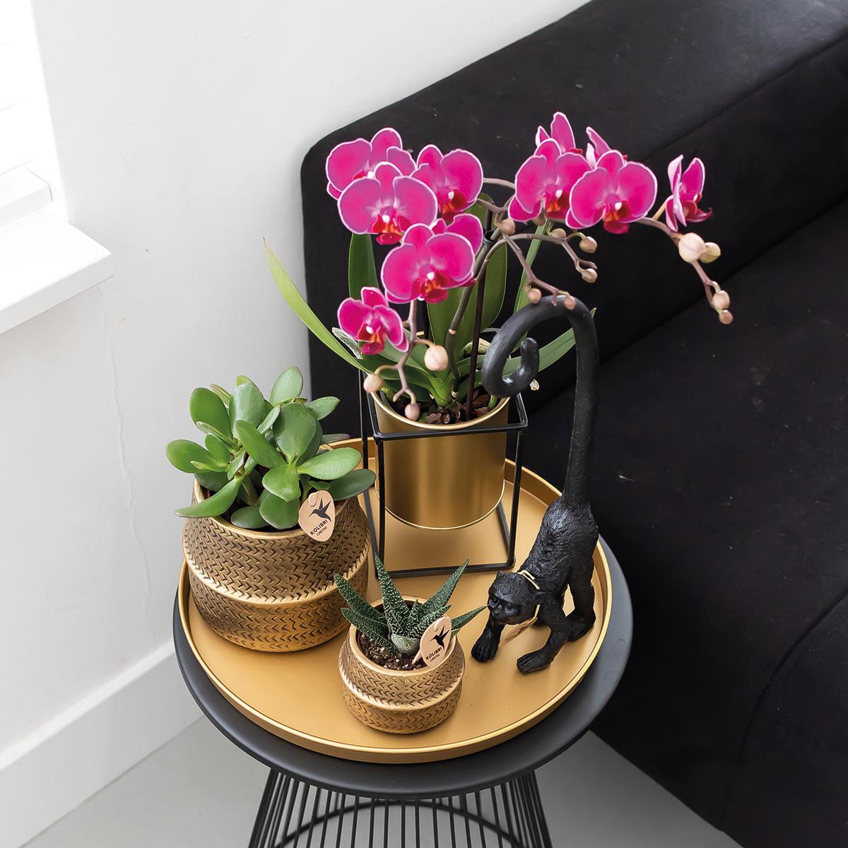 Orchidée Phalaenopsis violette en pot