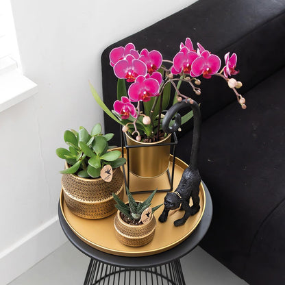 Orchidée Phalaenopsis violette en pot