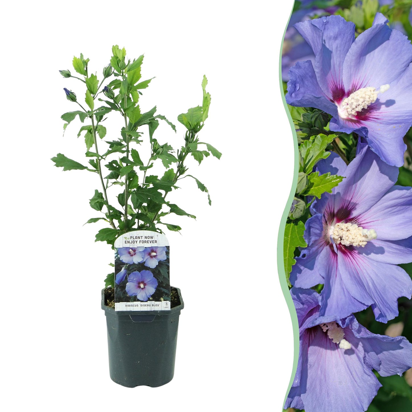 Hibiscus syriacus Oiseau Bleu : un jeune plant en pot et un gros plan de ses magnifiques fleurs bleues-mauves épanouies.