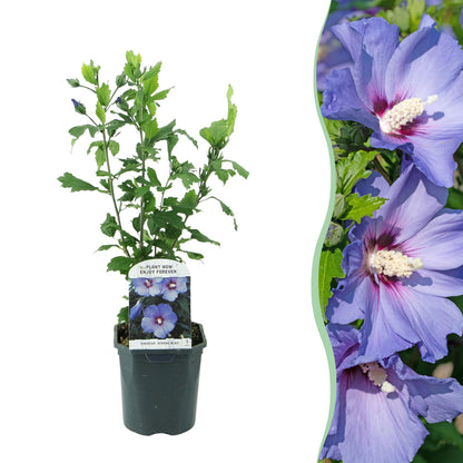 Hibiscus syriacus Oiseau Bleu : un jeune plant en pot et un gros plan de ses magnifiques fleurs bleues-mauves épanouies.