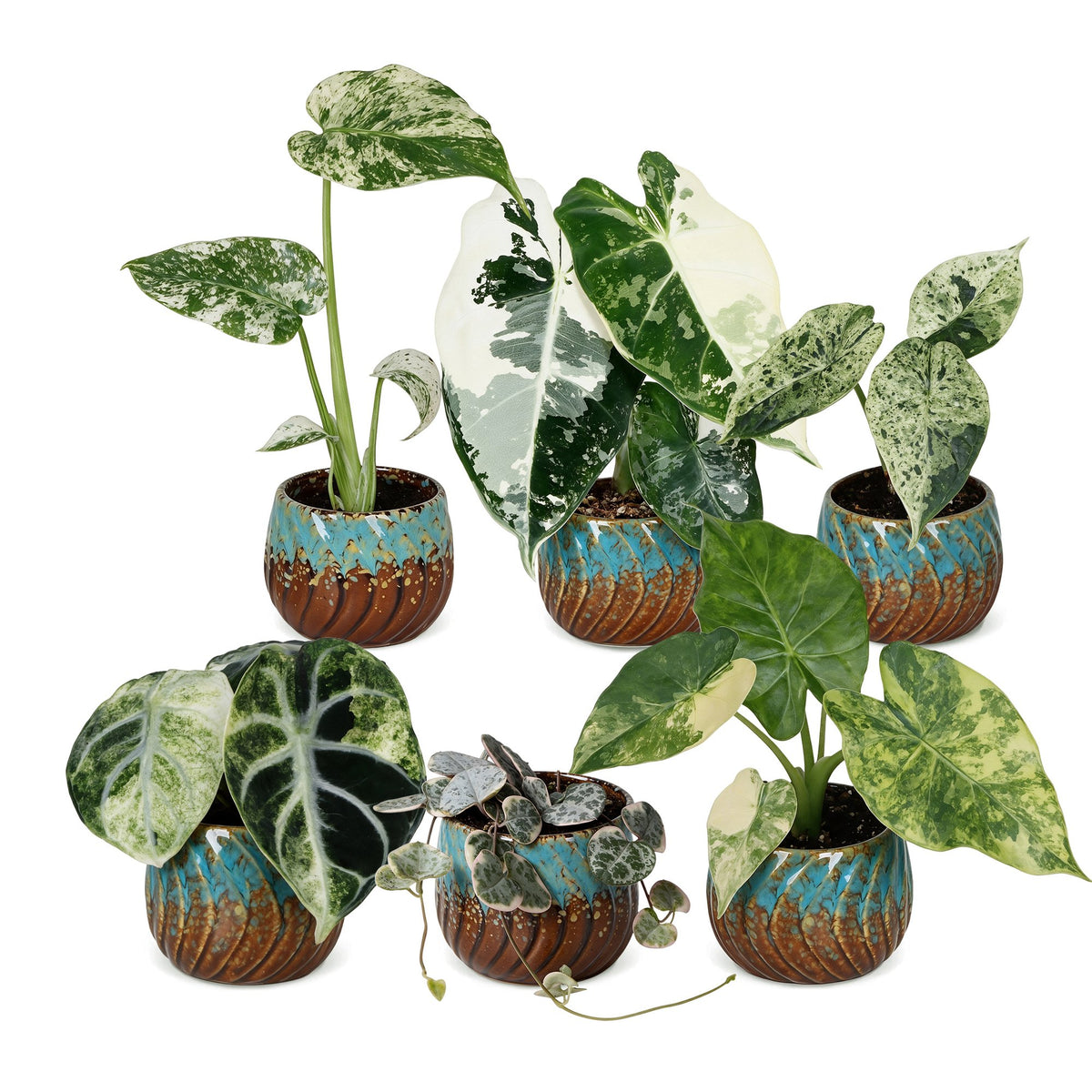 Bébés plantes panachées en pot de 6 cm, 6 plantes, cache-pot cuivre et turquoise