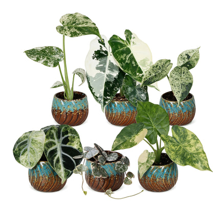 Bébés plantes panachées en pot de 6 cm, 6 plantes, cache-pot cuivre et turquoise