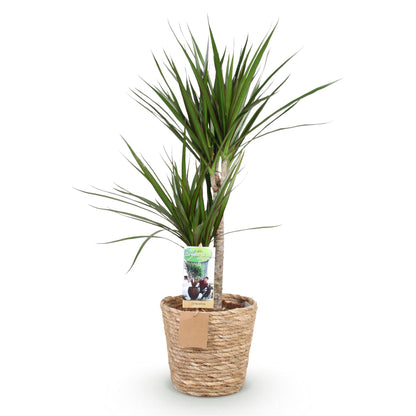 Plantes d'intérieur - Dracaena Marginata - Arbre à dragon - Peu d'entretien - avec panier - Vert - 1 Plante - Pot 21cm - Hauteur 90-100cm