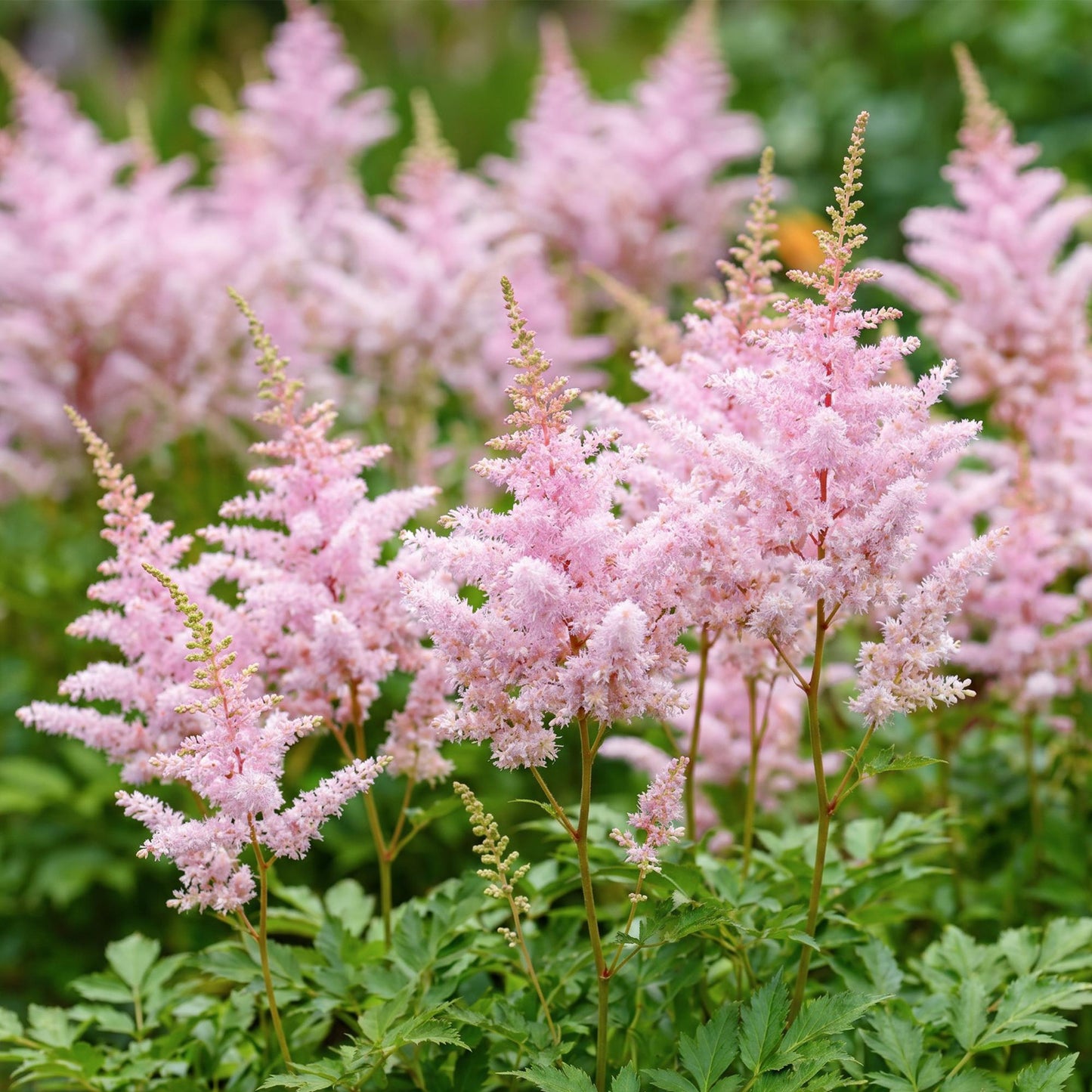 Astilbe avec de magnifiques panaches de fleurs rose pâle, en pleine floraison dans un jardin luxuriant, apportant une touche de couleur.