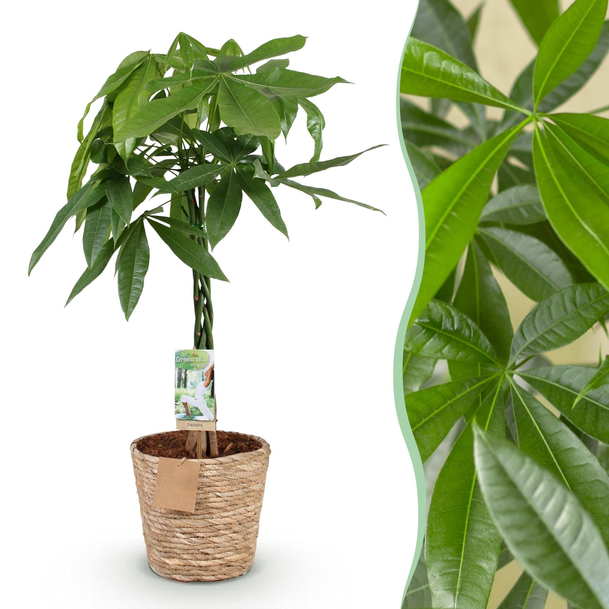 Plantes d'intérieur - Pachira Aquatica tige tressée - Arbre à monnaie - Peu d'entretien - avec panier - Vert - 1 Plante - Pot 21cm - Hauteur 80-90cm
