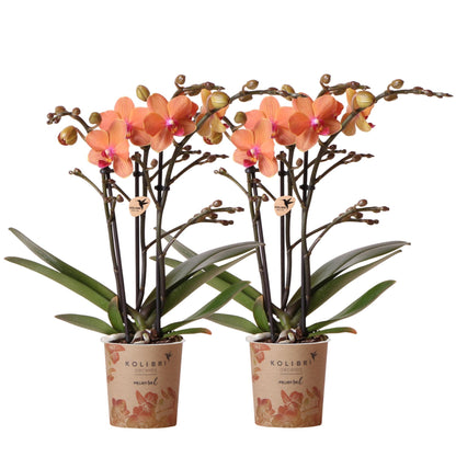 Orchidée Phalaenopsis orange en pot