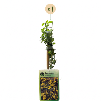 Jasmin d'hiver (Jasminum nudiflorum) - grimpante fleurie