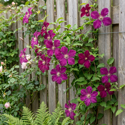 Clématite 'Rouge Cardinal' (Clematis) - grimpante à grandes fleurs rouges