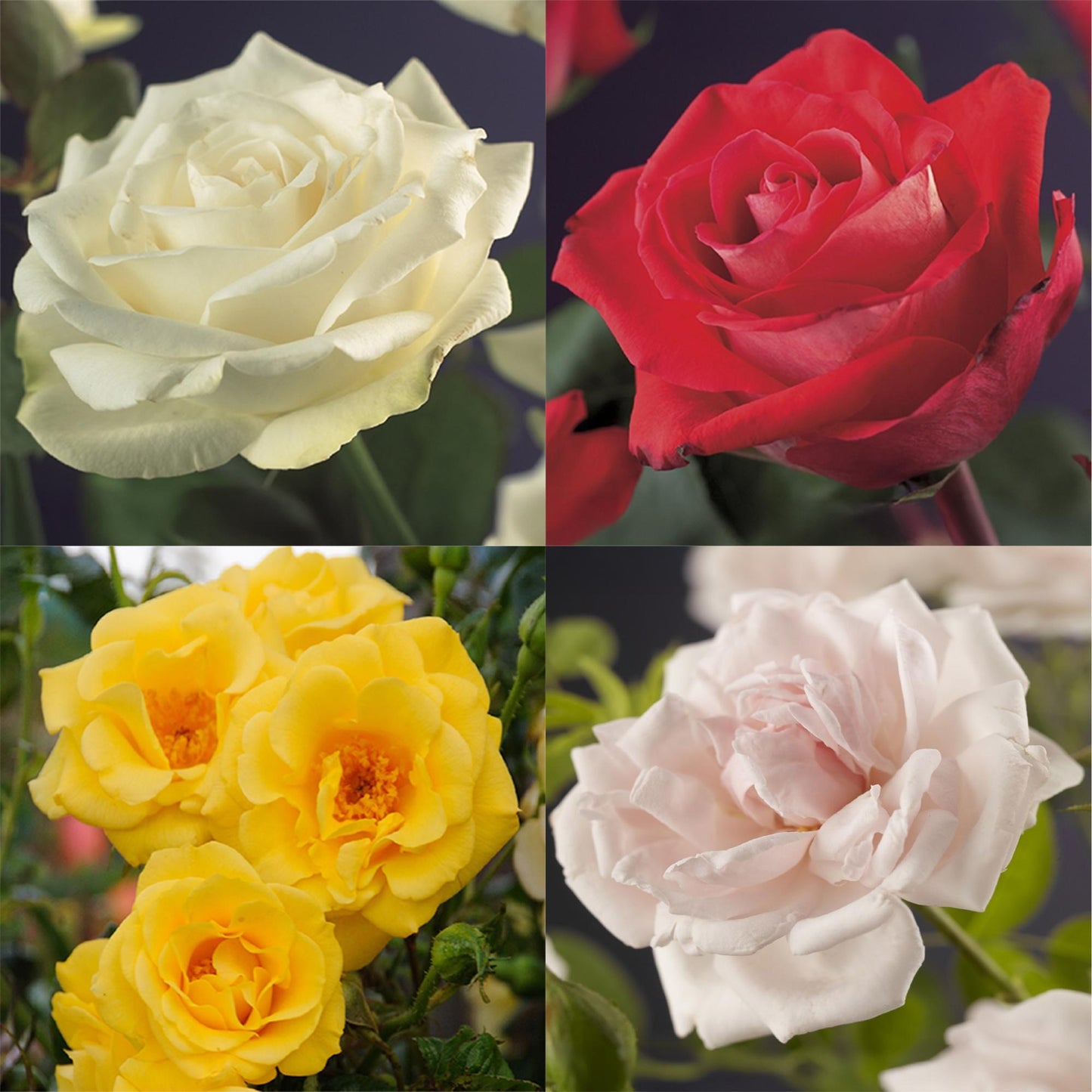 Rosa Red Climber. Gros plans de roses grimpantes de différentes couleurs : blanc, rouge, jaune et rose clair, affichant la diversité florale