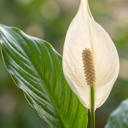 Spathiphyllum avec Panier Zeegras naturel - 80cm - Ø21