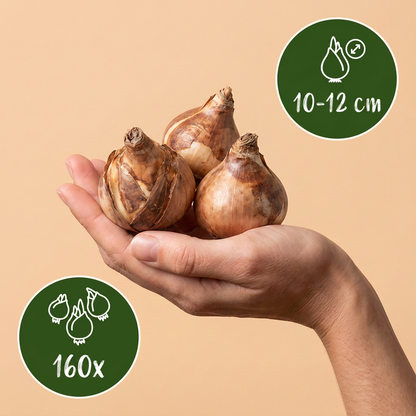 Bulbes de Narcisse jaune tenus dans une main, calibre 10/12, lot de 160 bulbes