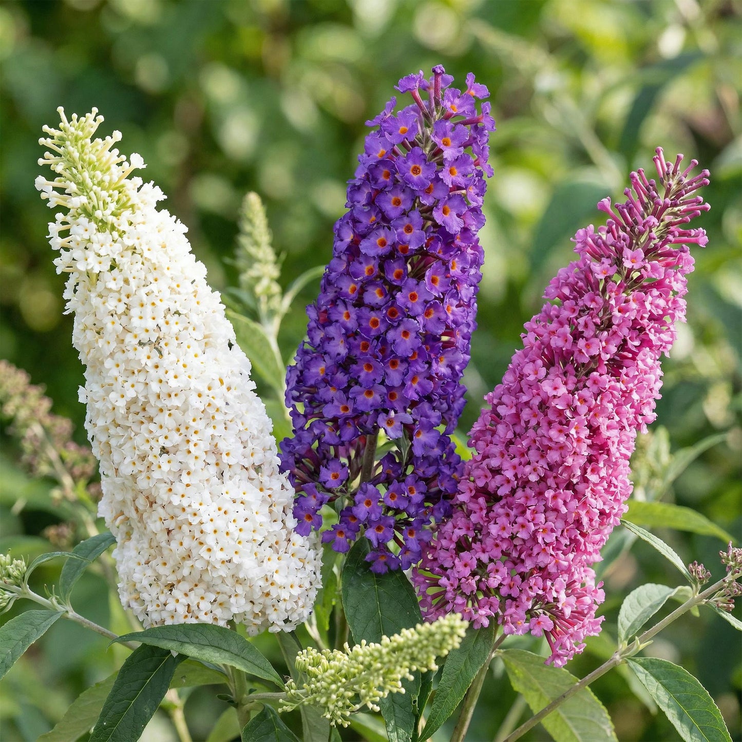 Buddleja davidii Tricolour : Gros plan sur les fleurs roses, blanches et violettes de cet arbuste à papillons en pleine floraison.
