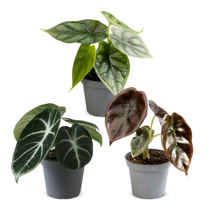 Trio de bébés Alocasia en pot de 6 cm, sans cache-pot