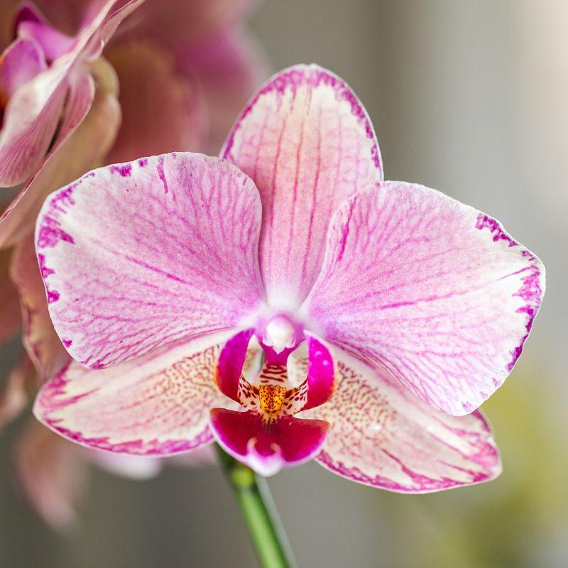 Orchidée Phalaenopsis en pot