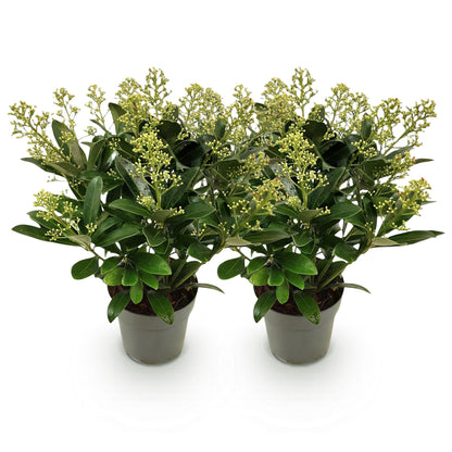 Skimmia 'Finchy' - lot de 2 plants en pot de 15 cm