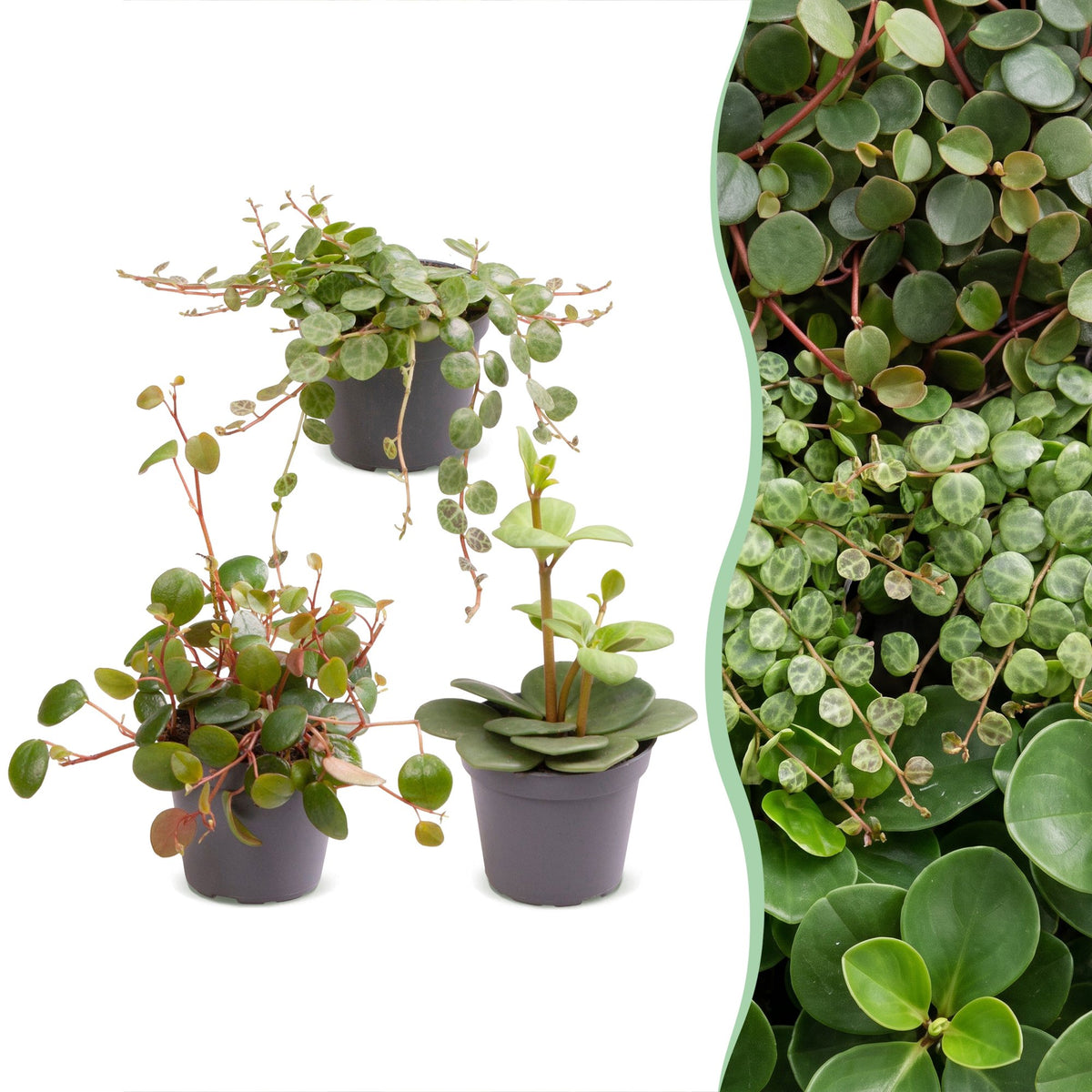 Lot de 3 bébés Peperomia Hope, Pepperspot et prostrata en pot de 6 cm