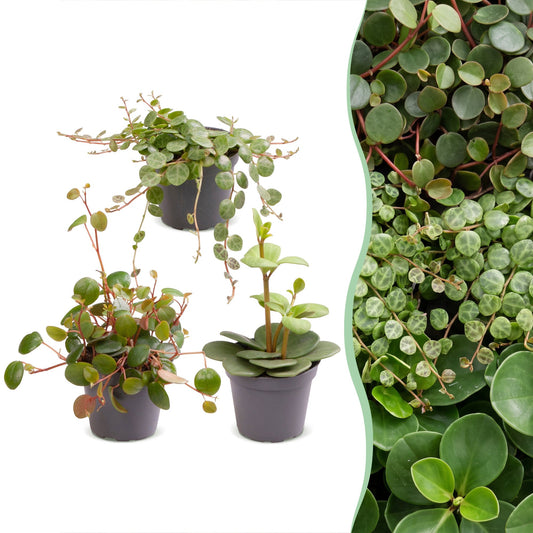 Lot de 3 bébés Peperomia Hope, Pepperspot et prostrata en pot de 6 cm