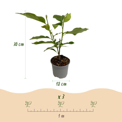 Magnolia Ricki : plant en pot de 12 cm de diamètre et 30 cm de hauteur, avec schéma d'espacement de 3 plants par mètre.