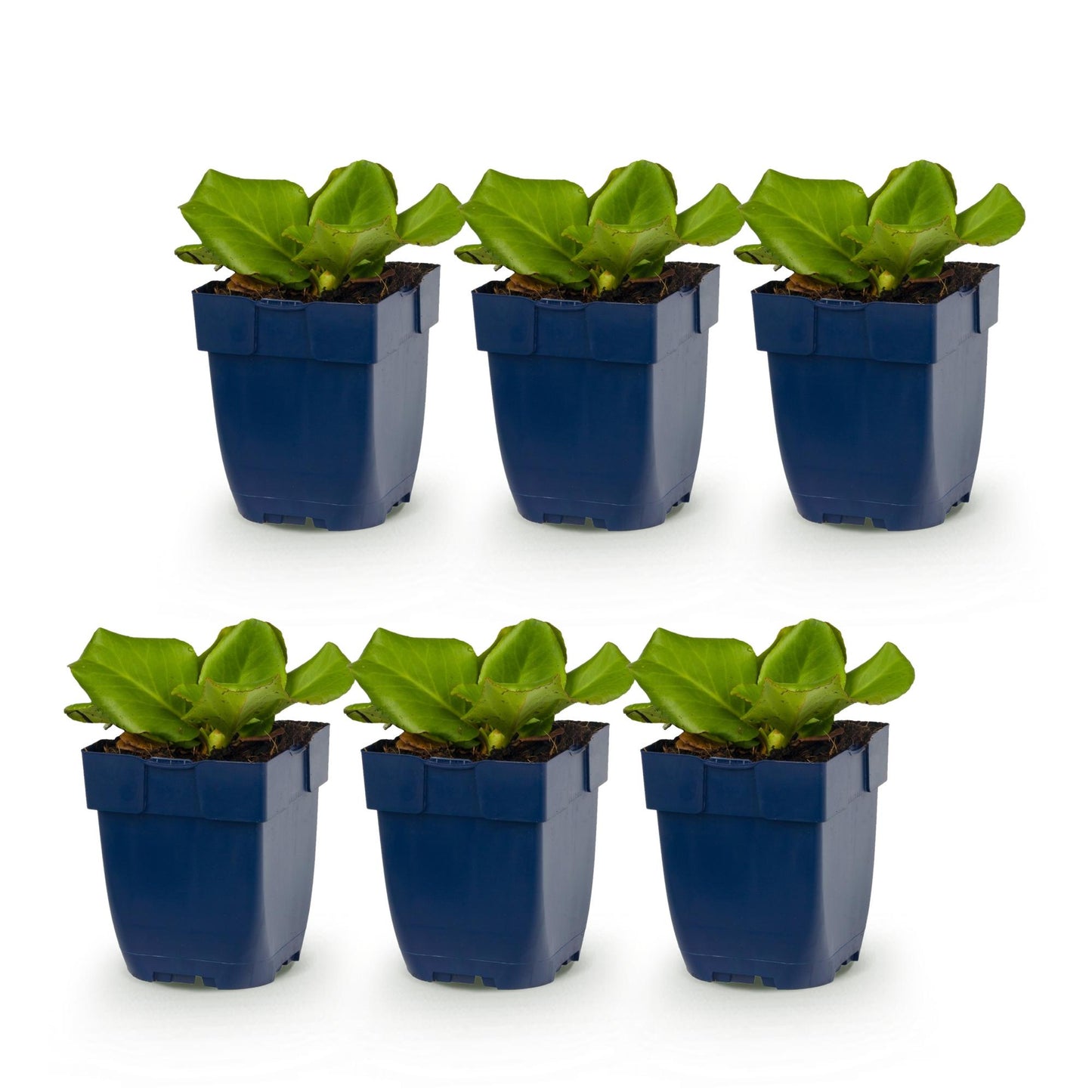 Bergenia cordifolia - Plante à souliers : six jeunes plants en pot bleu, avec un feuillage vert éclatant, alignés sur un fond blanc pur.